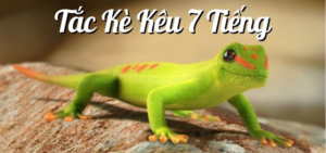 tac-ke-keu-7-tieng